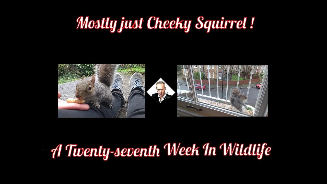 A Twenty-seventh Week In Wildlife - Mostly Cheeky Squirrel !