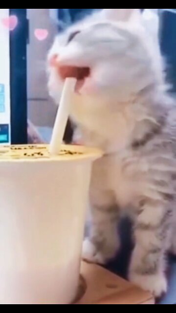 Viral Cute Cat Animals 2022 Funny videos #rumbleshort Videos