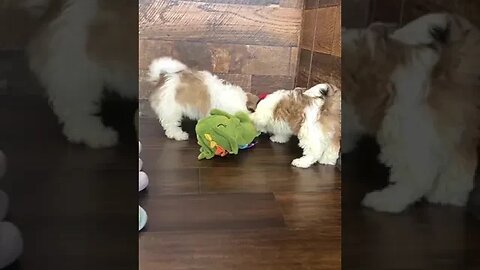 Dogs playing with Toy #petvideos #pet