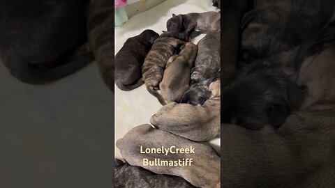 Bruno x Finny. New born puppies