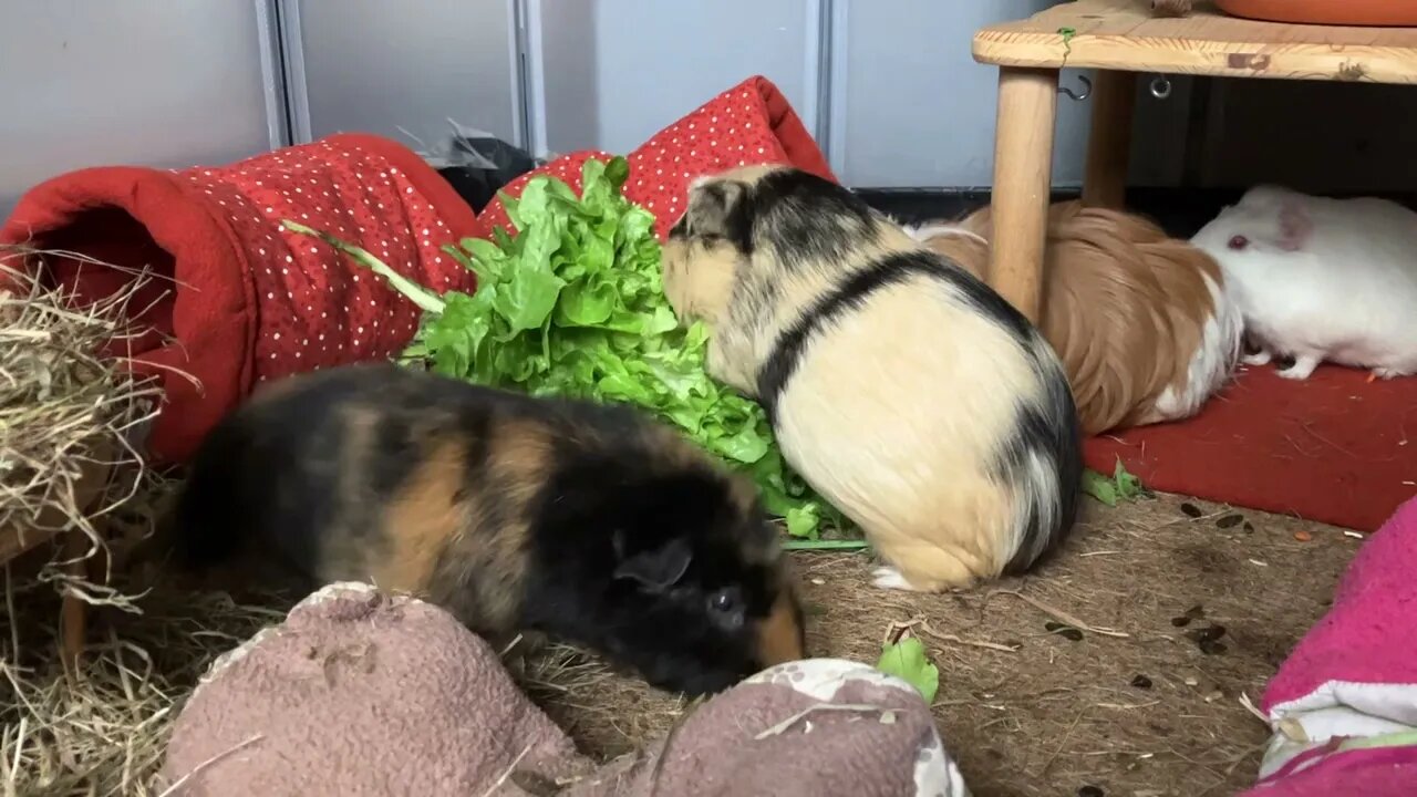 Guinea pigs having a snack