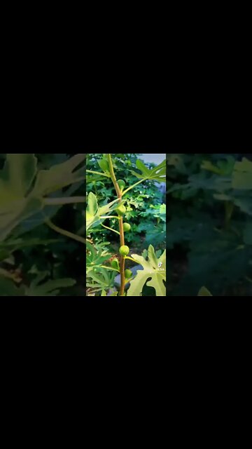 Grow A Living Fence!!!