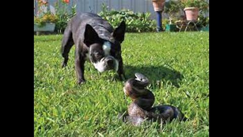 Dog vs Snake