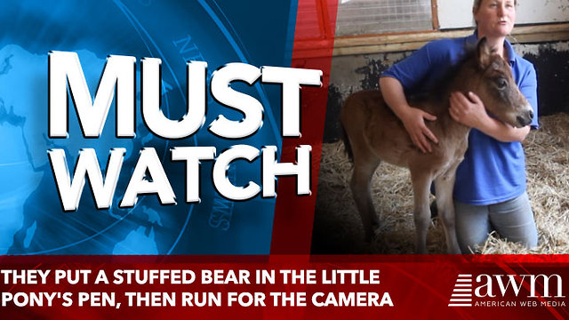 They Put A Stuffed Bear In The Little Pony's Pen, Seconds Later They Go Running For The Camera