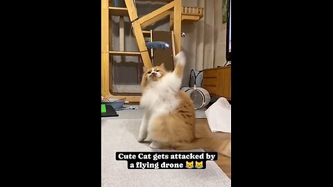 Cute Cat gets attacked by a flying drone 😹😹😹