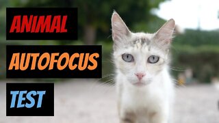 Animal AF Testing - Feral Cat Life