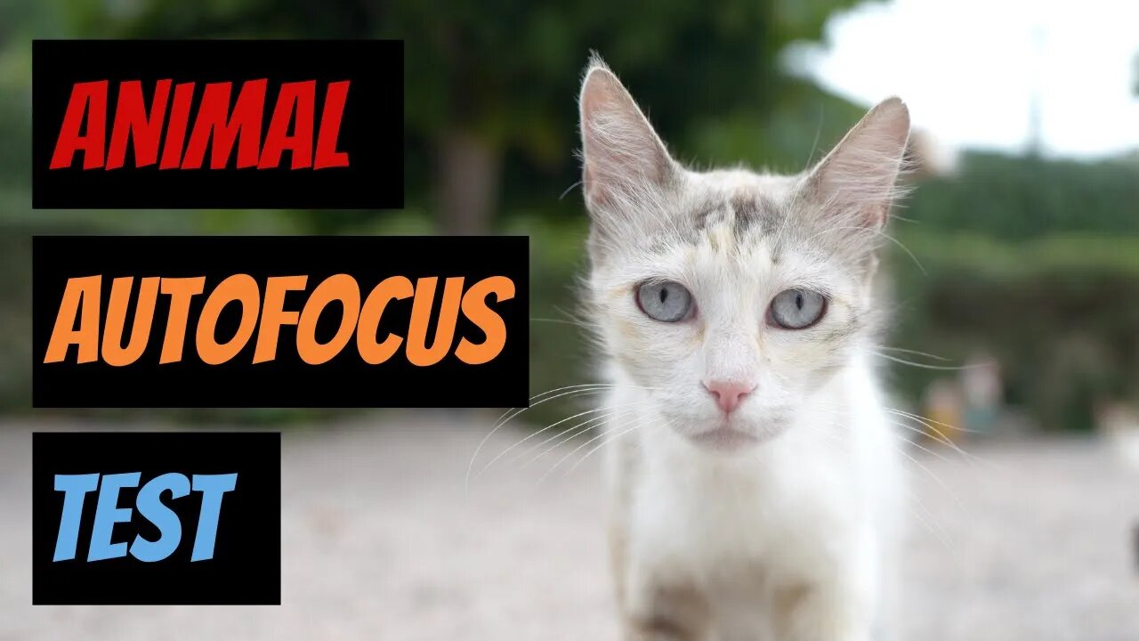 Animal AF Testing - Feral Cat Life