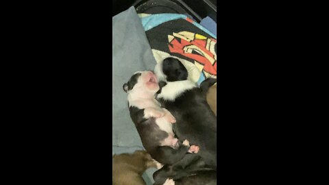 Boston Terrier Cries In Sleep