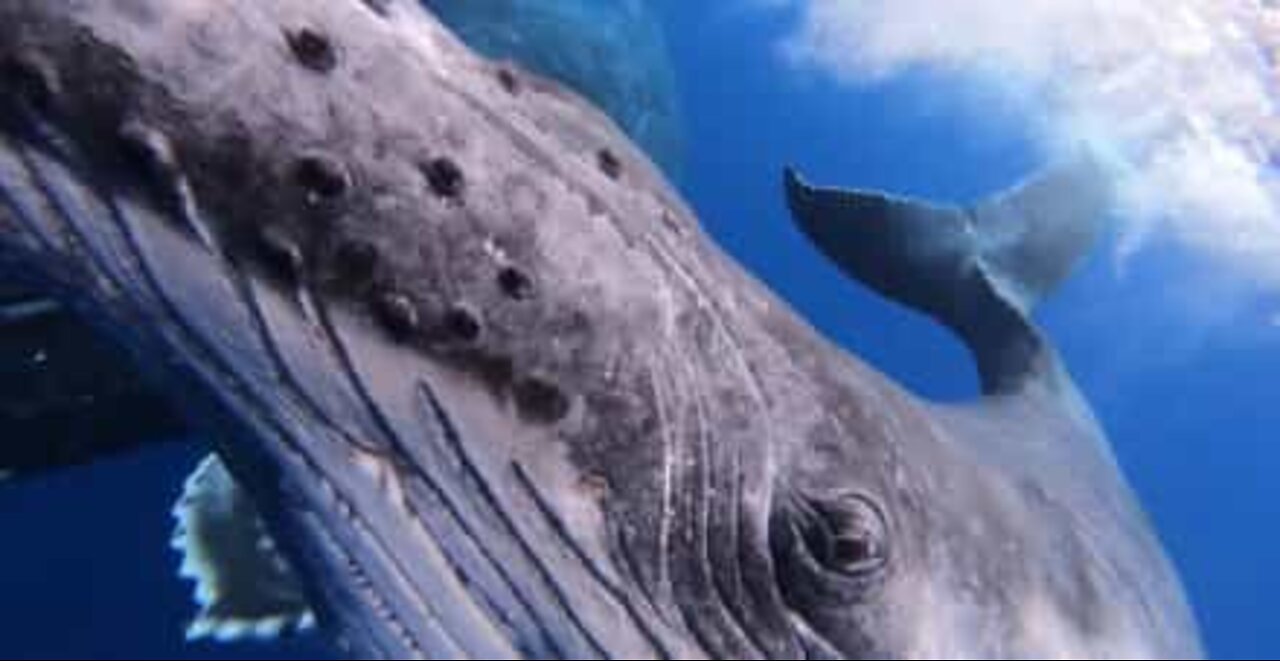 Whale and calf approach diver in French Polynesia