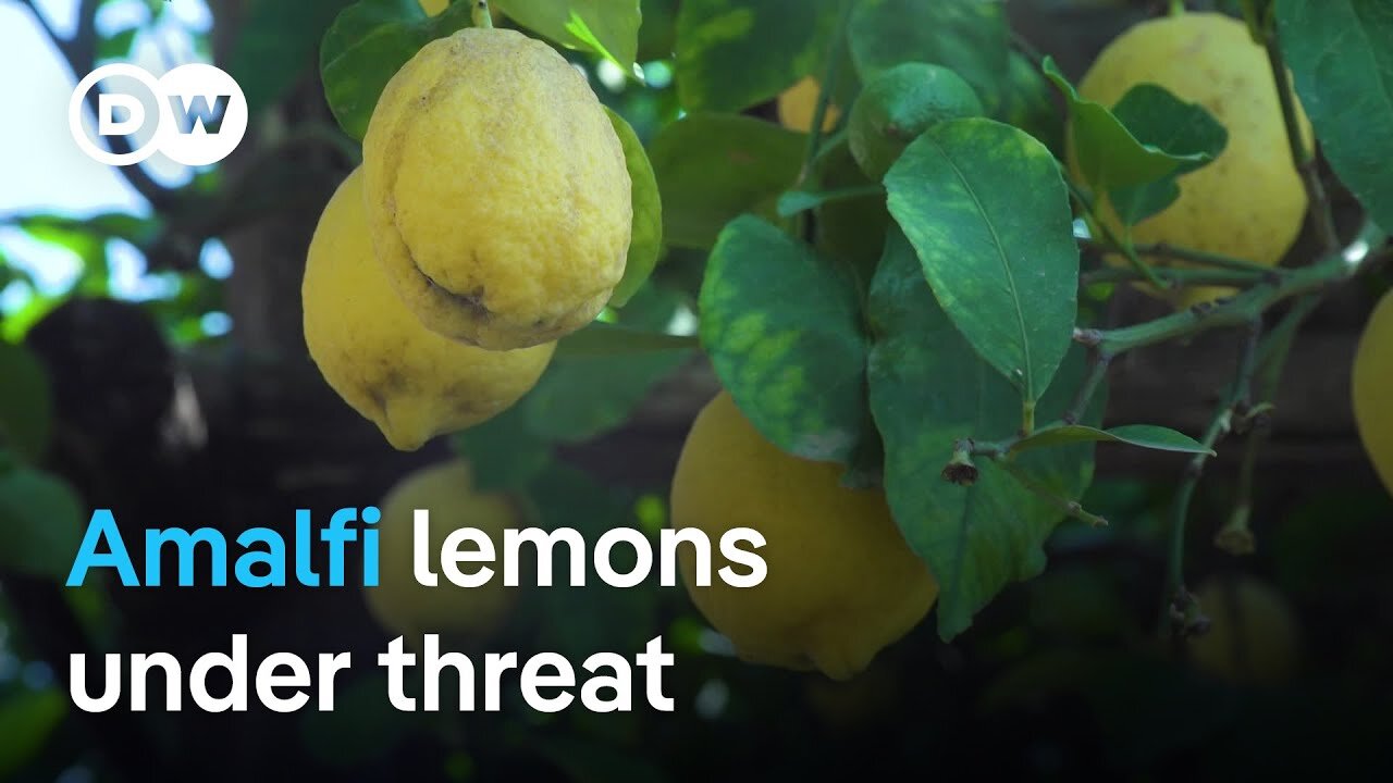 Can the Amalfi Coast's famous lemons be saved? | Focus on Europe