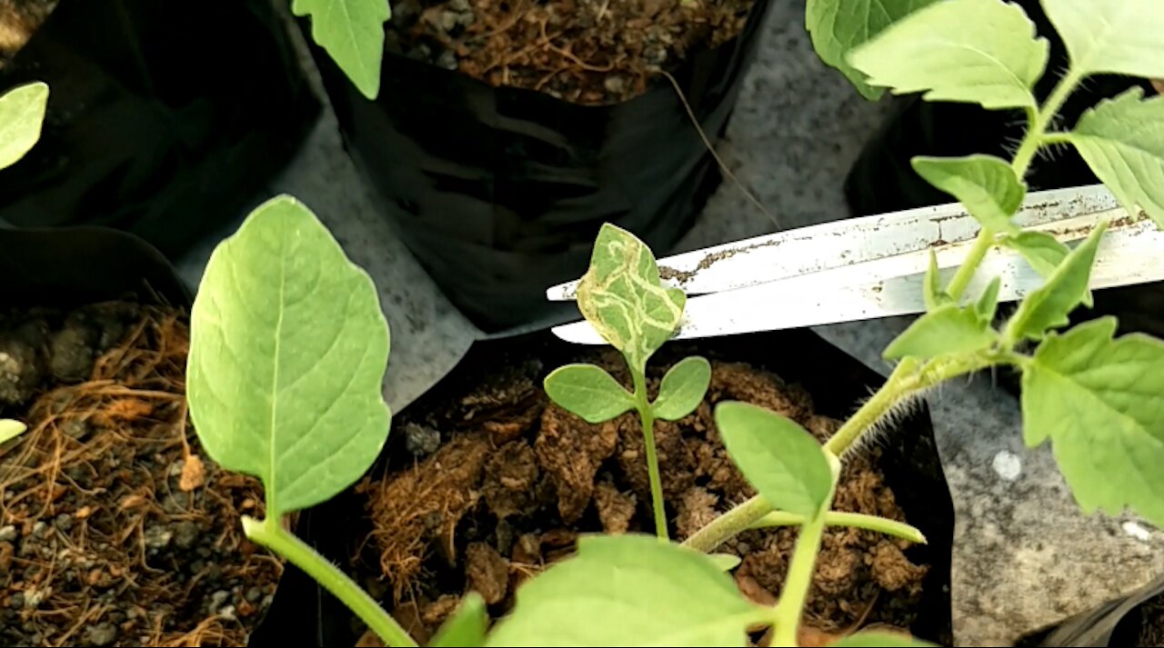 Garden Pest Control—Leaf Miners