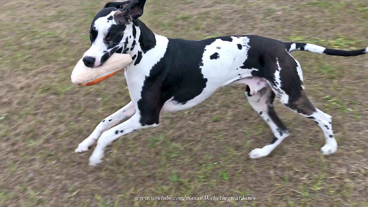 Great Danes Have Fun Playing With Pizza Slice Toy