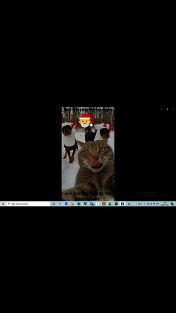 funny crazy cats fighting for girl on Christmas#shorts