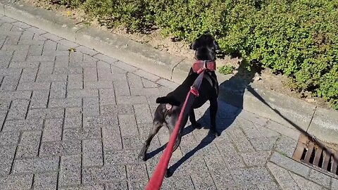 PATTERDALE TERRIERS Moving in the sun Musculature, Muscles, CONDITIONING, Conditioned, Fit Fell dogs