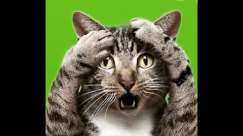 Ramble Impudent cat