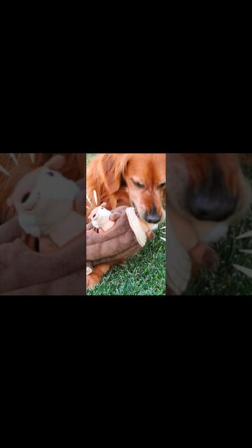 What is a Good Christmas Gift for Dogs?#shorts