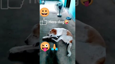 Hero-Dog🐕🐱🙋🤪