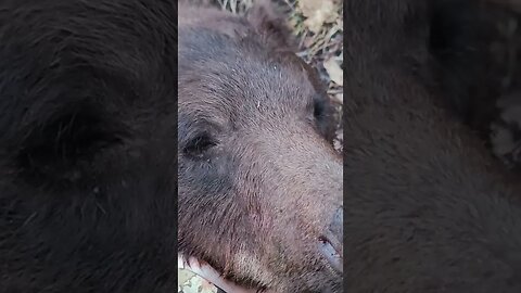 Wyoming Spring Bear! #bearhunting