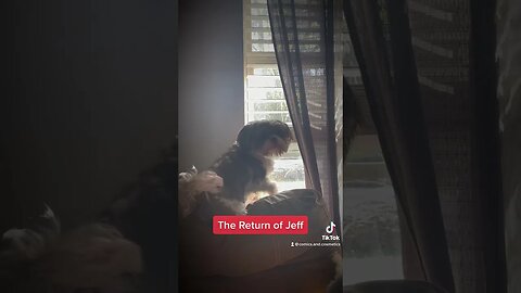 Tiny vs Jeff: The Return of Jeff #dog #puppies #dogsofyoutube