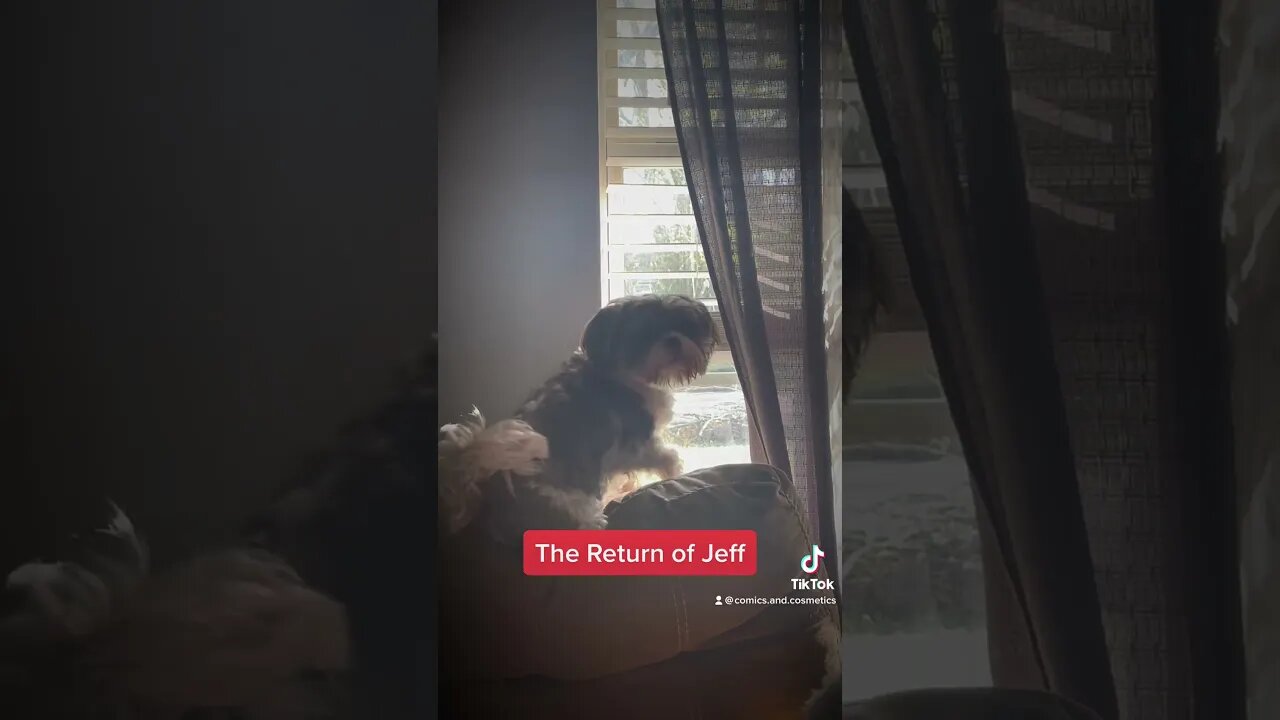 Tiny vs Jeff: The Return of Jeff #dog #puppies #dogsofyoutube