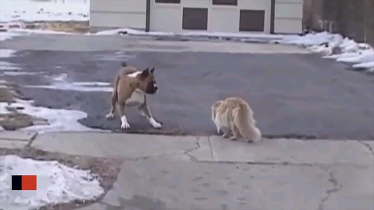 Cats putting smack down on dogs...Lol