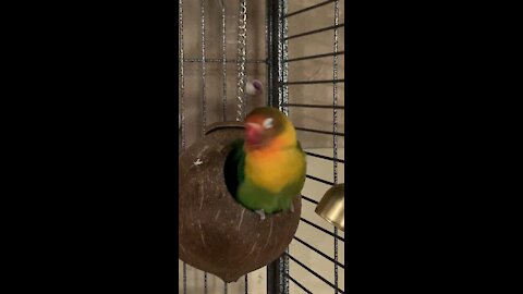 MY LOVE BIRD HAVE 2 HEADS