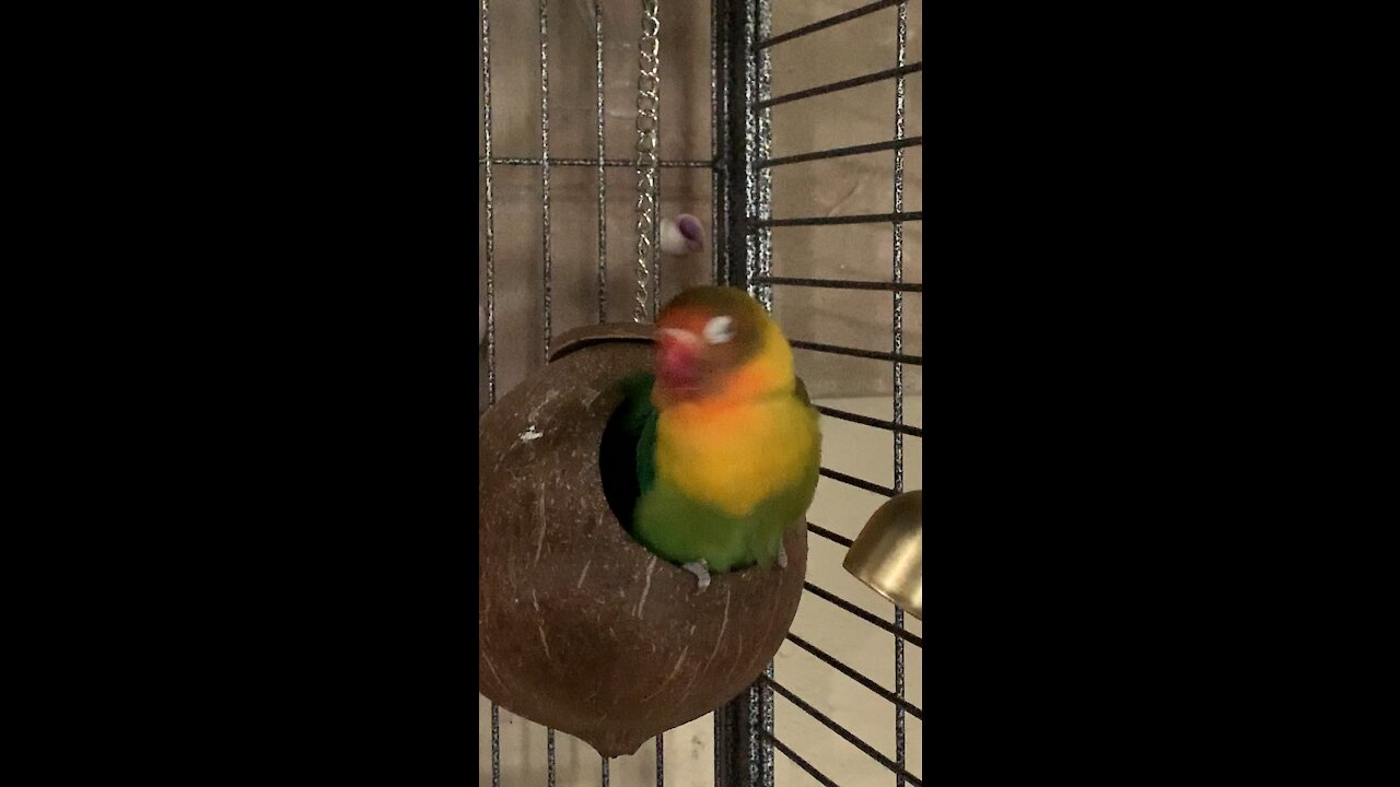 MY LOVE BIRD HAVE 2 HEADS