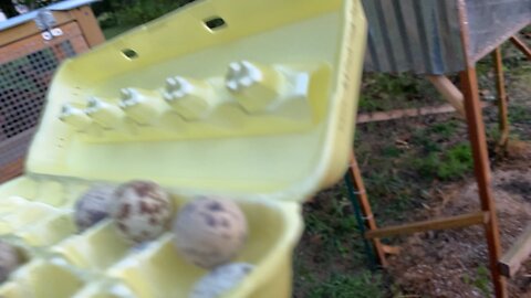 Bumper egg haul