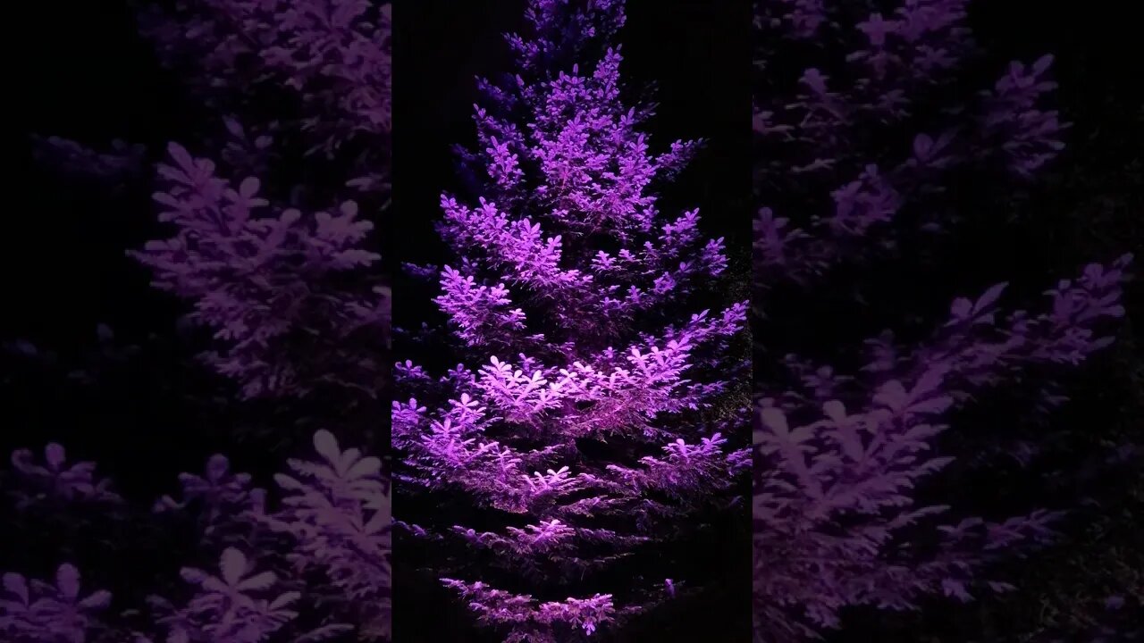 Colour changing 🥰 Calm down with the magical tree.