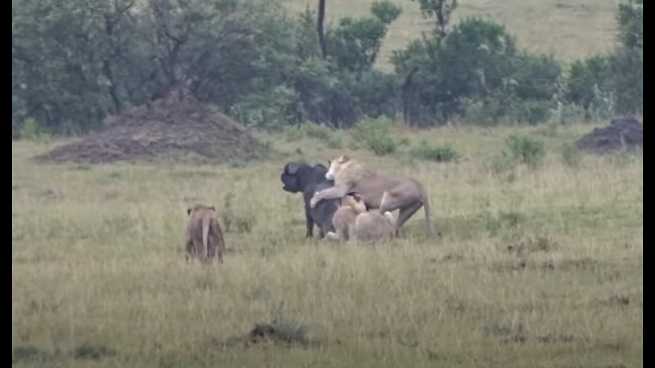 Lions hunt buffalo