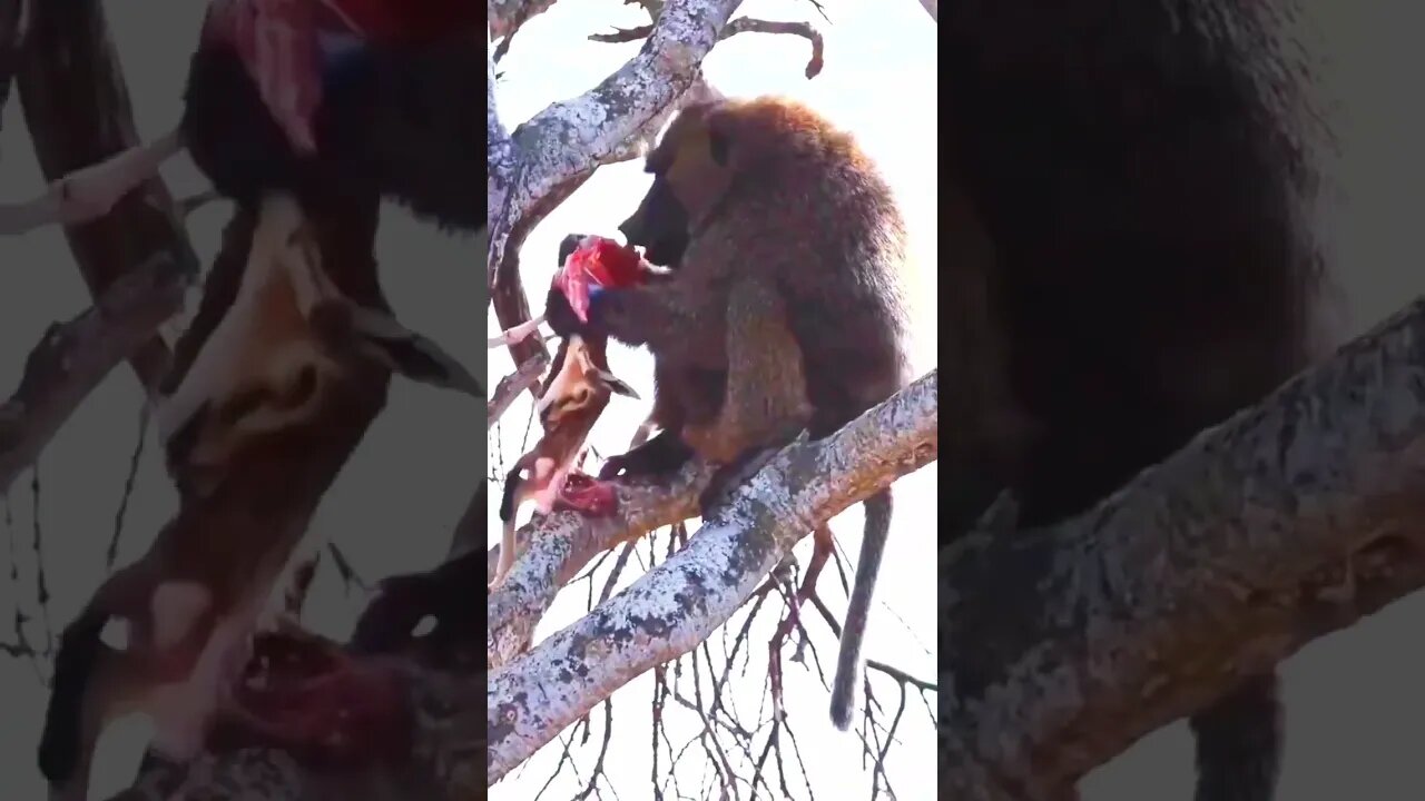 Babuino captura e devora filhote de babuíno em cima da árvore