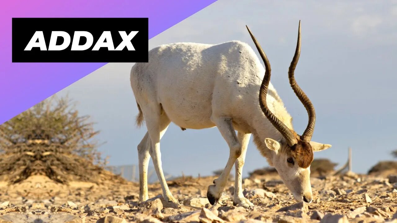 Addax 🐐 One Of The Most Endangered Animals In The Wild #shorts