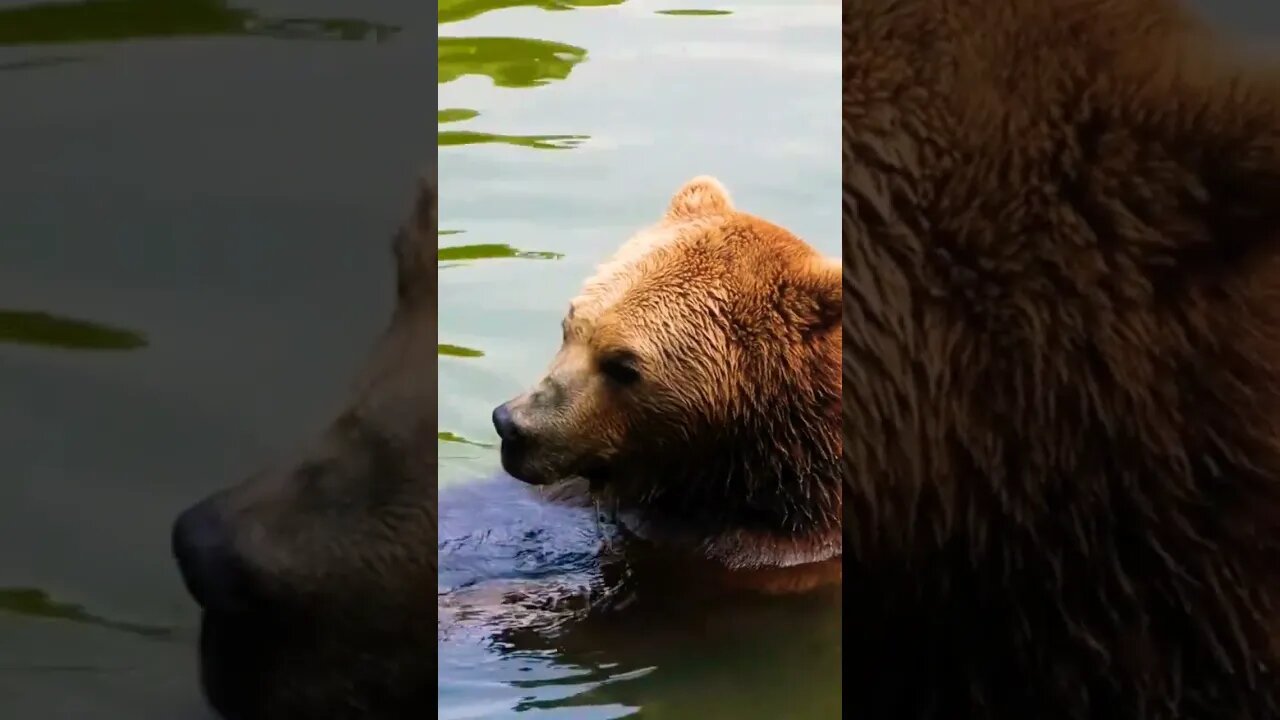 Cute Brown Grizzly Bear Bathing