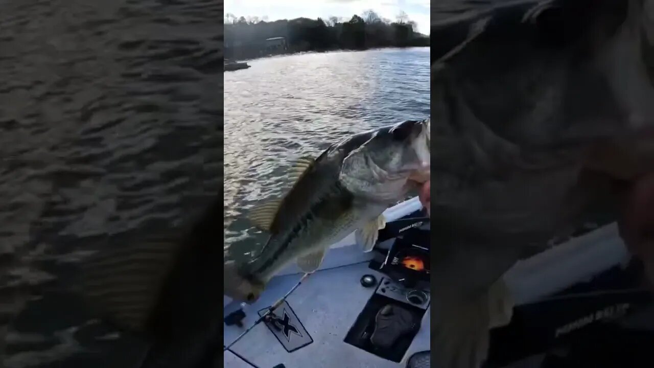 One of the BEST Winter Time Bass Bites!
