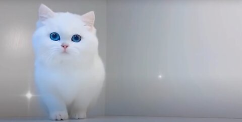 Baby Cats - Funny and Cute Baby Cat Videos Compilation #6