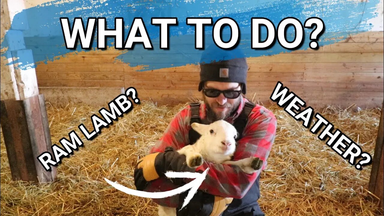 What Our Kids Do For Winter Chores | Do We Keep Our Lambs Rams Or Make Them Weathers?