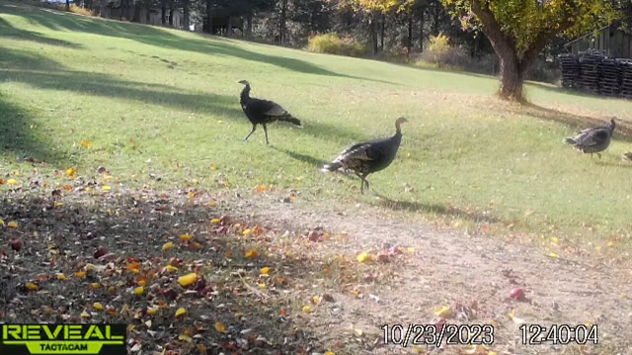 Merriam Turkeys Easter WA GMU-127