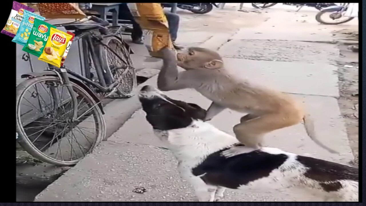 LOOK WHAT THE MONKEY IS DOING SITTING ON THE DOG BACK