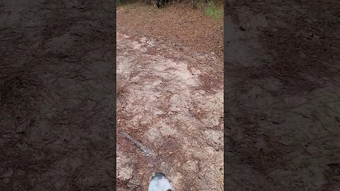 Great Dane St Bernard Mix meets pig on his walk. #pig #dogs #walk #giantbreed #scared #texas