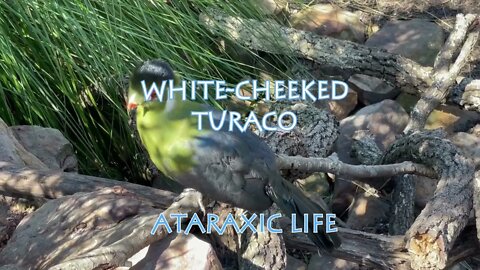 Sounds of White cheeked Turaco