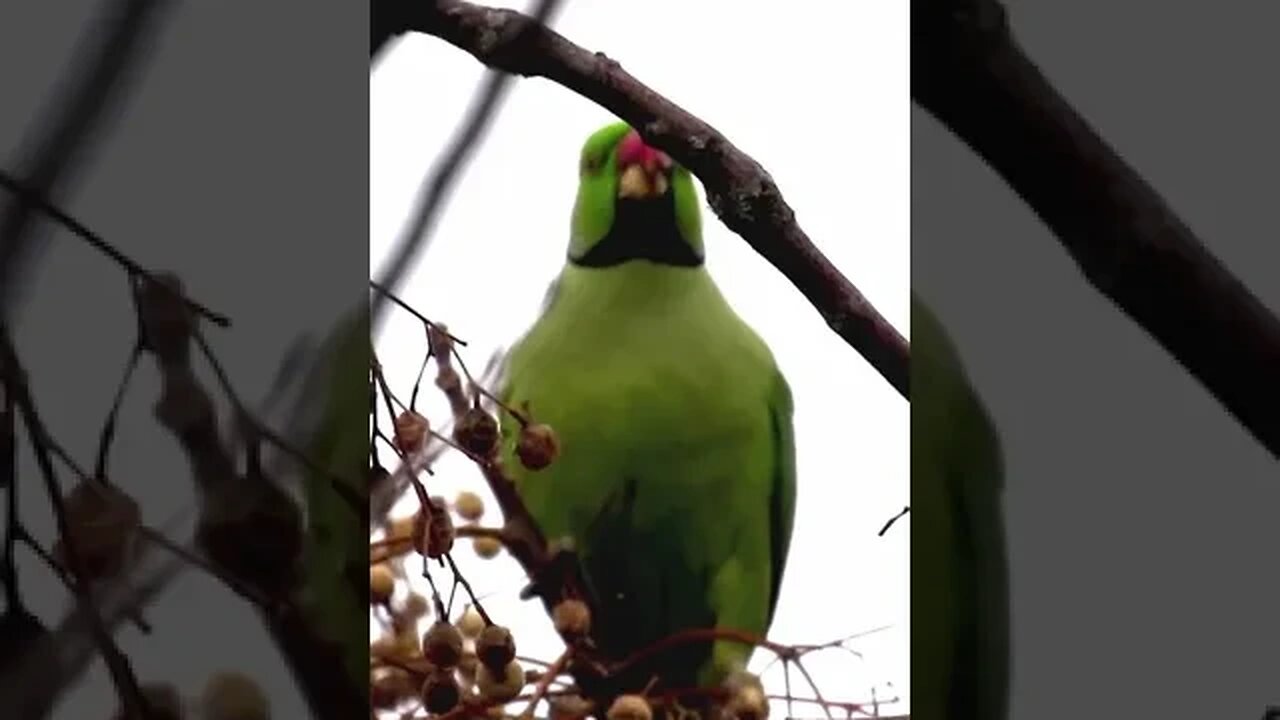 rose ringed parakeet