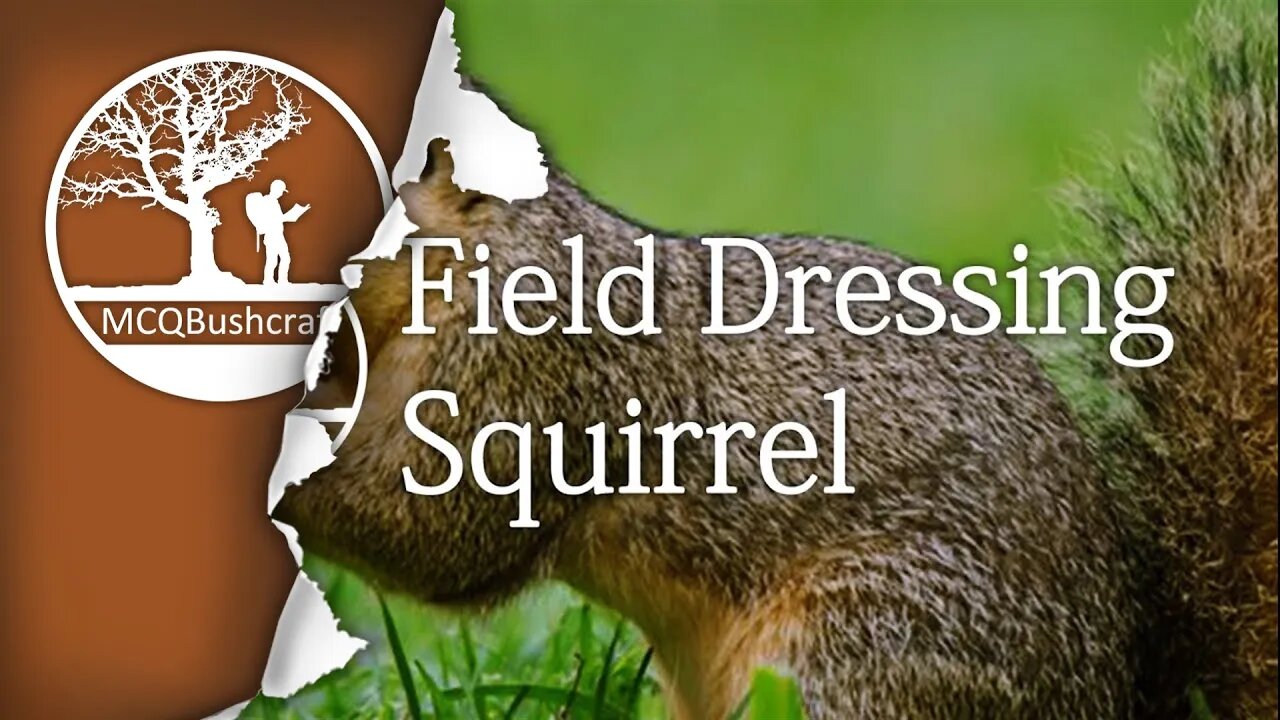 Bushcraft Field Dressing Grey Squirrel