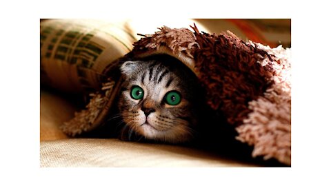 Cats Are So Funny You Will Die From Laughing!!! cats...