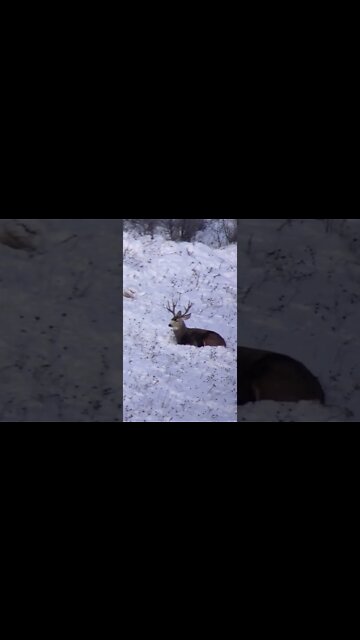 Wake up sleepyhead! #shorts