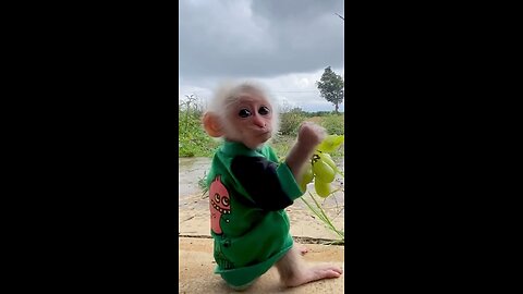 Watch Cute Monkey Eating Grapes 🙈😍💕