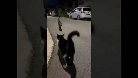 Casal de Gatinhos se Amando #shorts