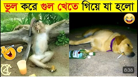 পশুদের মজার কর্মকান্ড 🤣না হাসলে Mb ফেরত