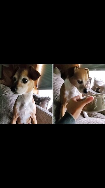 Spoiled Dog Will Only Eat If He's Hand Fed