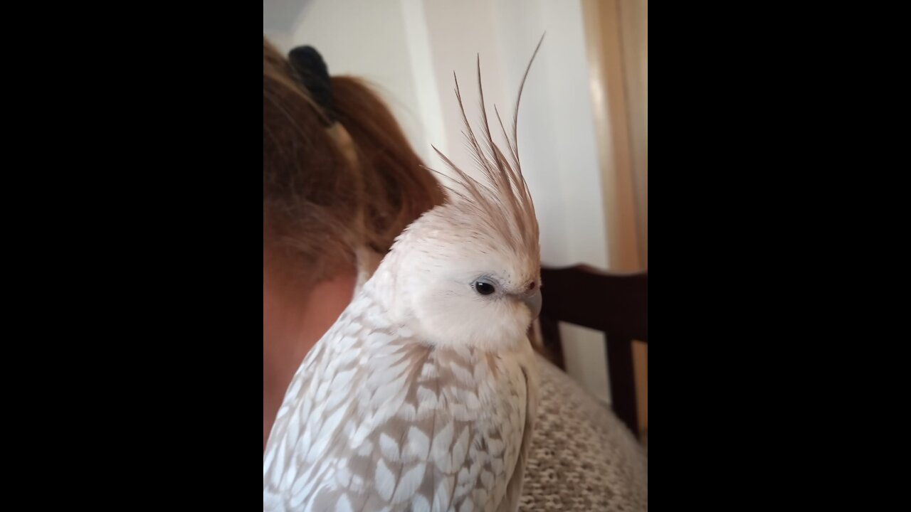 Aurora. Nervous Cockatiel