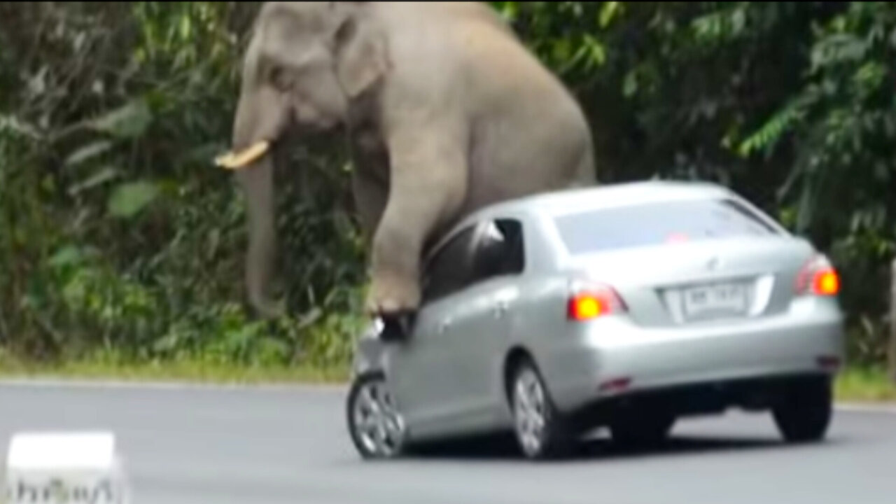 Elephant Attack || Elephants Attack People and Vehicles in India